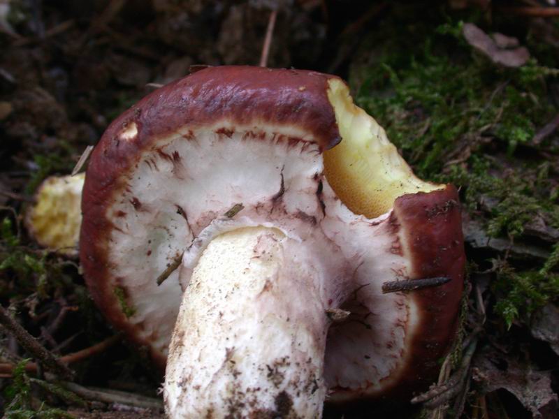 Escursione mirata   a Tricholoma portentosum